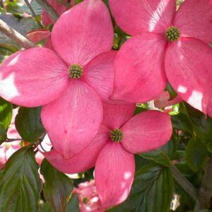 Cornus florida 'Cherokee Sunset', 60-80 Kluit, Kornoelje