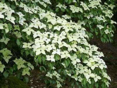 Cornus k. 'Weisse Fontaine', 125/150 20L, Japanse kornoelje