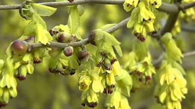 Corylopsis spicata, 50-60 Kluit, Schijnhazelaar