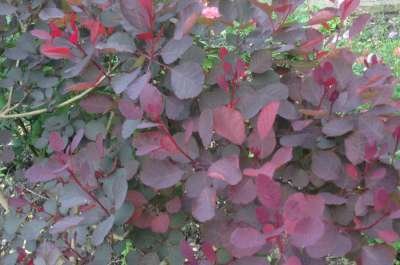 Cotinus 'Dusky Maiden', 80/100 10L, Pruikenboom