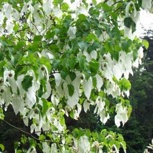 Davidia involucrata, 200/250 50L, Zakdoekenboom