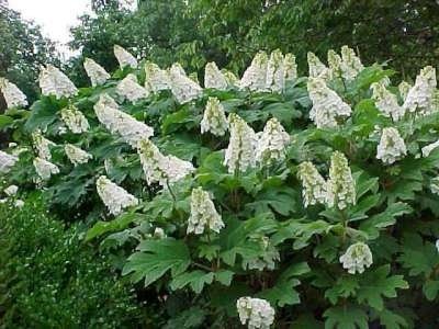 Hydrangea quercifolia, 40-50 Kluit, Eikenbladhortensia