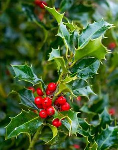 Ilex aquif. 'Alaska', 80/100 Kluit, Wilde hulst