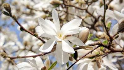 Magnolia loebn. 'Merrill', 125/150 30L, Beverboom