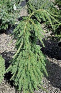 Picea abies 'Frohburg', 40/50 Kluit, Treurende fijnspar