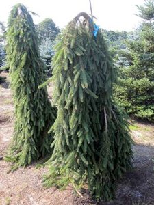 Picea abies 'Inversa', 50/60 7.5L, Treurpar