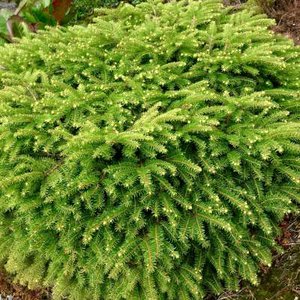 Picea abies 'Nidiformis', 30/40 7.5L, Treurpar