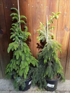 Picea om. 'Pendula', 60/80 7.5L, Servische spar