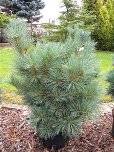 Pinus flexilis 'Pygmea', 60/80 12L