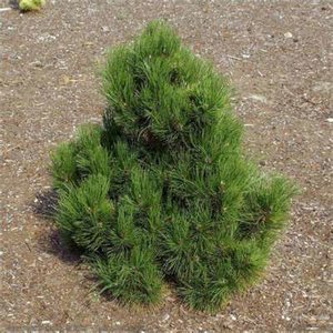 Pinus hel. 'Malinki', 50/60 7.5L