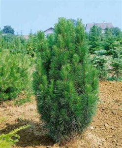 Pinus str. 'Fastigiata', 60-80 7.5L, Japanse den