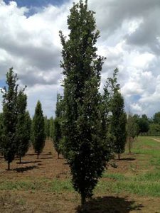 Quercus warei 'Regal Prince', 300/350 20L, Eik (=long)