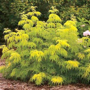 Sambucus rac. 'Lemony Lace', 60-80 10L, Trosvlier