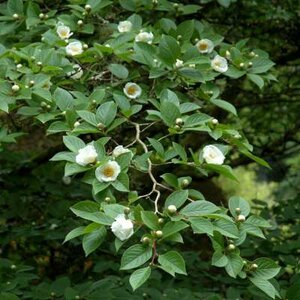 Stewartia pseudocamellia, 175/200 20L, Schijncamellia