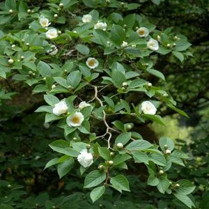 Stewartia pseudocamellia, 60/80 Kluit, Schijncamellia