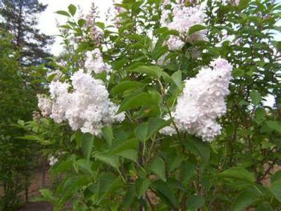 Syringa vulg. 'Agnes Smith', 175/200 50L, Sering