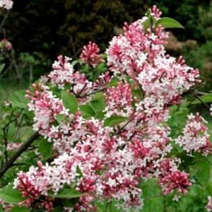 Syringa micr. 'Superba', 80/100 Kluit, Sering