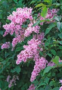 Syringa reflexa, 60/80 Kluit, Sering