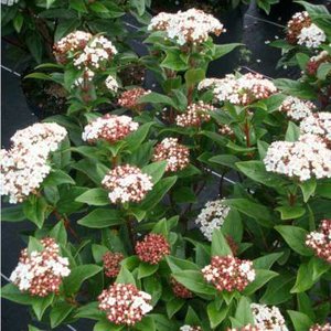 Viburnum tri. 'Wentworth', 100-125 30L, Japanse sneeuwbal