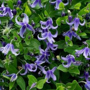 Clematis integrifolia, Bosrank