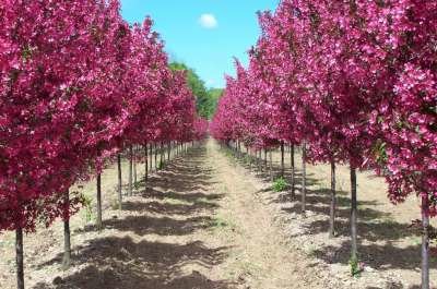 Malus 'Royalty', 8/10 Blote wortel Sierappel, HOOGSTAM