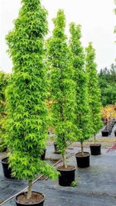 Liquidambar styr. 'Slender Silhouette', 250-300cm 20L pot, Amberboom