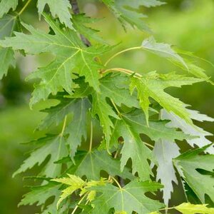 Acer saccharinum, 8/10 Blote wortel, Witte esdoorn