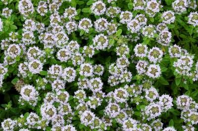 Thymus citriodorus, Siertijm