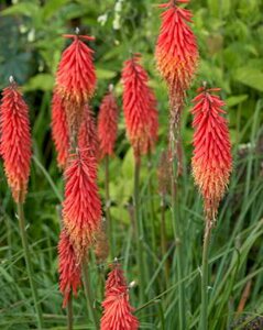 Kniphofia 'Nancy's Red', Vuurpijl