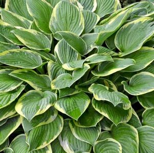 Hosta 'Wide Brim' , Hartlelie