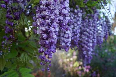 Wisteria flor. 'Domino', Blauwe regen