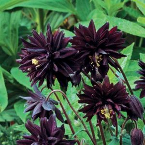 Aquilegia 'Black Barlow', Akelei