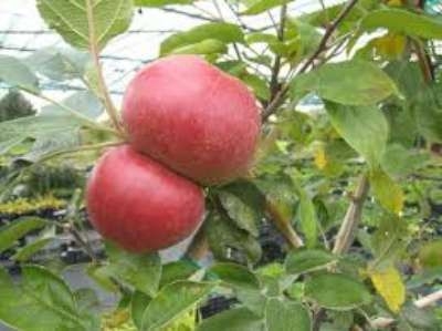 Malus 'Radoux', STRUIK