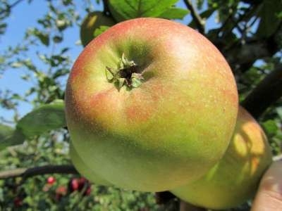 Malus 'Reinette de Blenheim', STRUIK