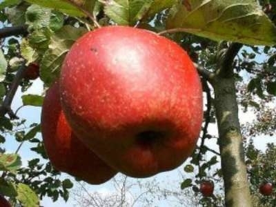 Malus 'Rode Boskoop', HALFSTAM