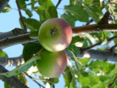 Malus 'Winston', STRUIK