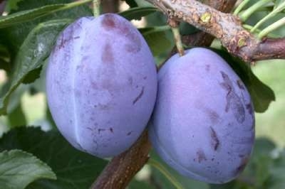 Prunus domestica 'Président', STRUIK