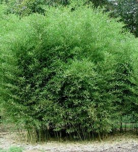 Phyllostachys bissetii, Bamboe 5L 100/125