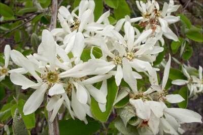 Amelanchier Ovalis, 150/175 cm 45L, meerstammig, Krentenboom