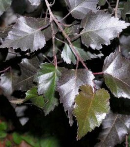 Betula pendula 'Purpurea', 150/175 90L,meerstammig, Ruwe berk