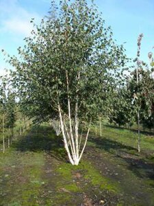 Betula utilis jacquemontii, 300/350 cm 110L, meerstammig, Witte Himalayaberk