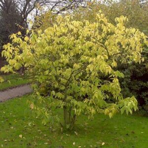 Chimonanthus praecox, 125/150 cm 25L, meerstammig, Winterzoet