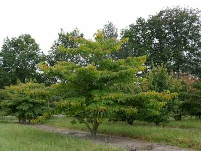 Cornus controversa meerst., 200/250 cm 90L, Reuzenkornoelje