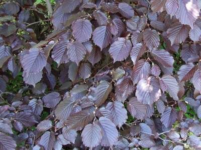 Corylus avellana 'Purpurea', 250/300 cm 110L, meerstammig, Rode hazelaar