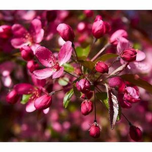 Malus Veitch 'Scarlet', 175/200 cm 90L, meerstammig, Sierappel