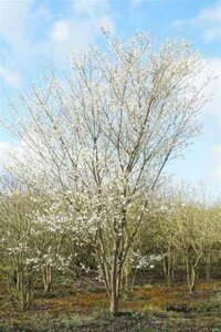 Prunus incisa 'Fujiyama', 175/200 cm 90L, meerstammig, Sierkers