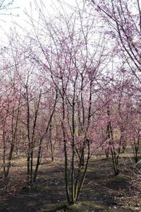 Prunus 'Okame', 200/225 cm 70L, meerstammig