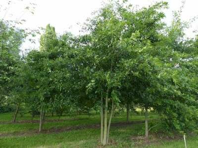 Quercus palustris meerst. 200/250 cm 90L, Moeraseik