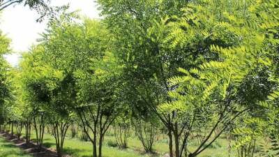 Sophora japonica, 150/175 cm 90L, meerstammig, Honingboom