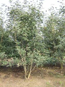 Sorbus Intermedia, 150/175 cm 90L, meerstammig, Lijsterbes